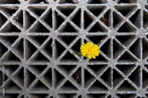 Fototapeta Naklejka Na Ścianę i Meble -  Yellow Dandelion flower sprouted through into a metal lattice