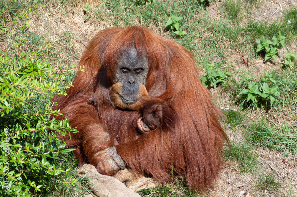 Obraz premium An Orangutan holding a baby