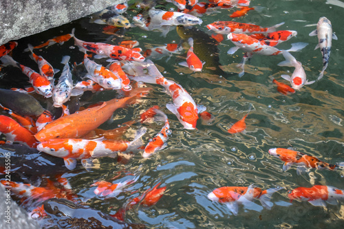 錦鯉 鯉 池 魚 庭 日本庭園 Stock Photo Adobe Stock 錦鯉 鯉 池 魚 庭 日本庭園 Stock Photo Adobe Stock