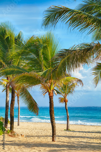 Fototapeta Naklejka Na Ścianę i Meble -  Beach on the Caribbean Sea. Beautiful palm tree, sea, blue sky.