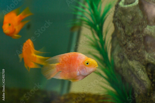 yellow fish in the aquarium
