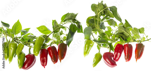 Fototapeta Naklejka Na Ścianę i Meble -  organic fresh bell peppers on a branch isolated on a white background