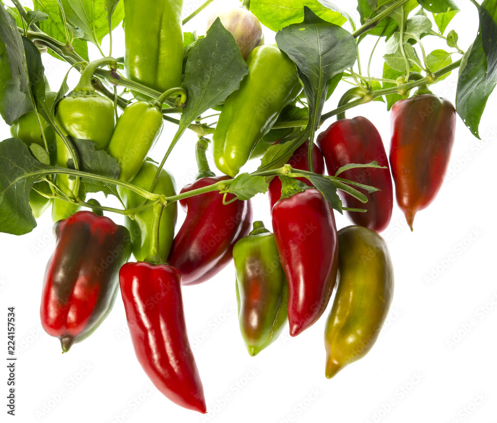 organic fresh bell peppers on a branch isolated on a white background organic fresh bell peppers on a branch isolated on a white background