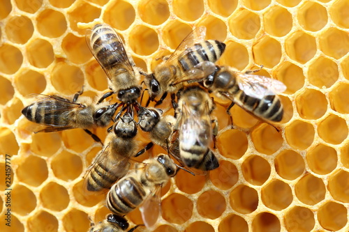 Bienenversammlung im Stock © rupbilder