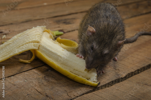 Rat is eating a banana.