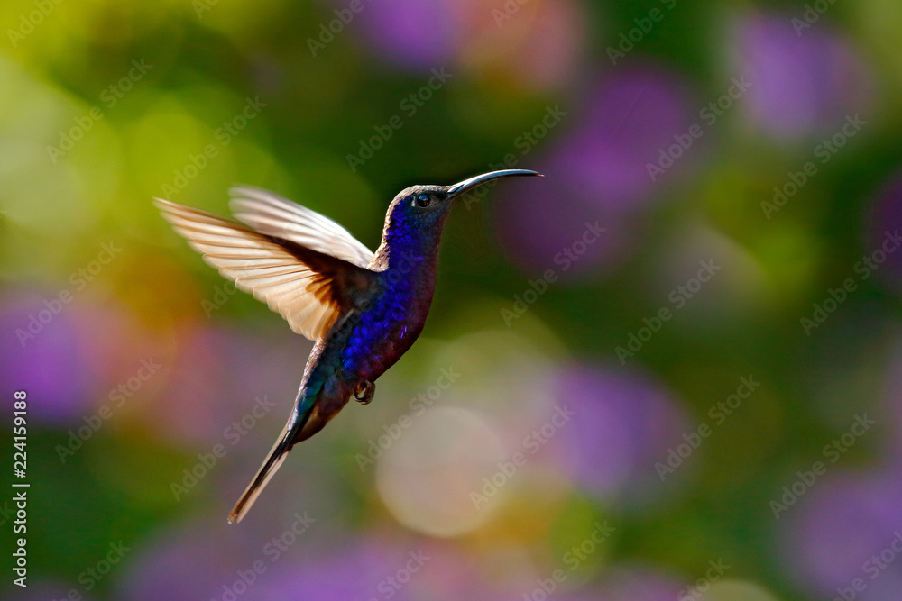 Fototapeta premium Big blue hummingbird Violet Sabrewing flying next to beautiful red flower with clear green forest nature in background. Tinny bird fly in jungle. Wildlife in tropic Costa Rica.