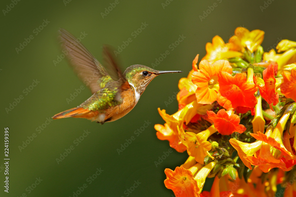 Fototapeta premium Volcano Hummingbird, zwierzę w środowisku naturalnym, górski las tropikalny, dzikie zwierzęta z Kostaryki. Różowe kwiaty z ptakiem, koliber wysysający nektar z rozkwitu.