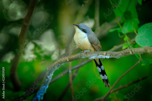 Mangrove cuckoo, Coccyzus minor, rare bir in the forest habitat, sitting on the tree branch. Tropic wildlife scene from nature, bird with long near the river Rio Frio, Costa Rica. photo