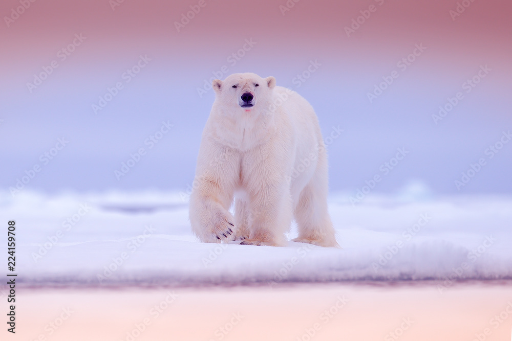 Polar bear on drift ice edge with snow and water in sea. White animal in the
