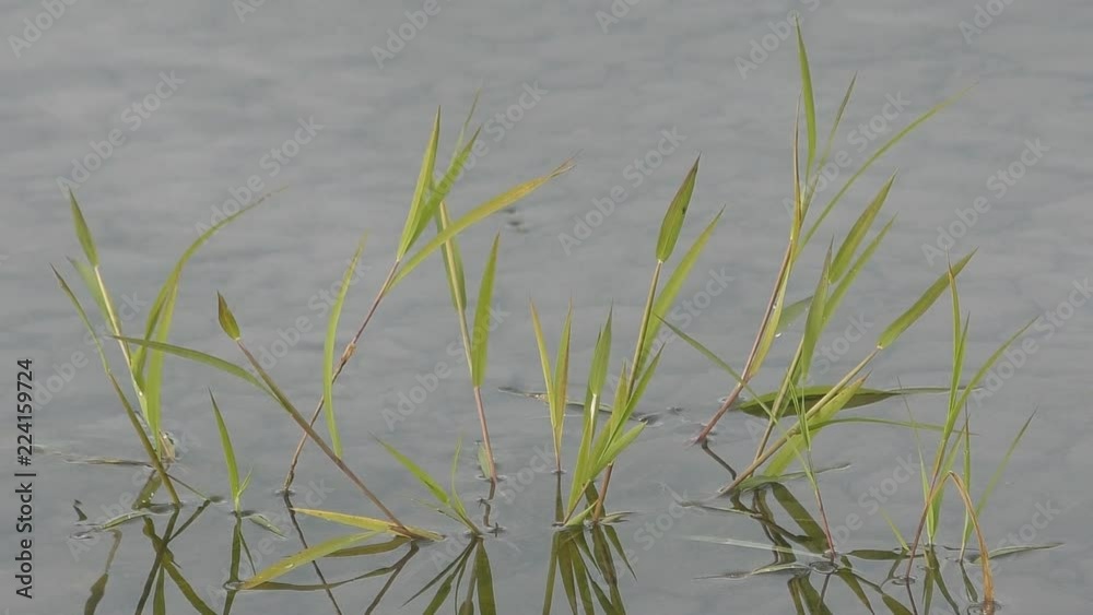 Water reeds in the river are reflected in the water surface. Water reeds in the river are reflected in the water surface.