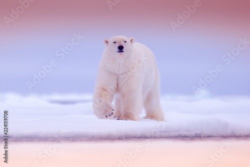 Polar bear on drift ice edge with snow and water in sea. White animal in the nature habitat, north Europe, Svalbard. Wildlife scene from nature. Pink blue twilight with polar bear, beautiful evening.