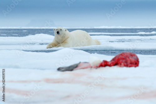 Polar bear on the ice. Dangerous polar bear in snow with seal carcass. Wildlife action scene from Arctic nature. Bloody scene with red blood skeleton of seal. Animal feeding behaviour in the Arctic.