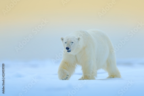Polar bear on drift ice edge with snow and water in Manitoba, Canada. White animal in the nature habitat. Wildlife scene from nature. Dangerous bear walking on the ice, beautiful evening sky.