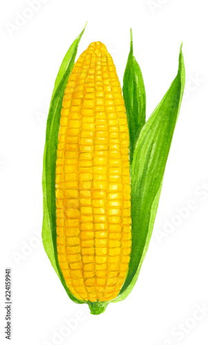A ear of corn with leaves painted with watercolors and isolated on white.