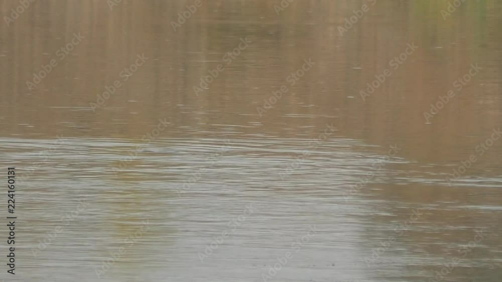 Fish jumps out of the water and catches midges. Fish jumps out of the water and catches midges.