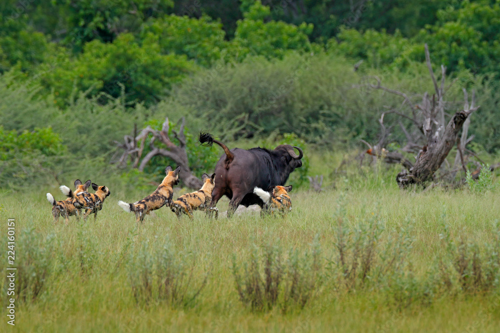 Wild Dog Hunting in Botswana, buffalo cow and calf with predator