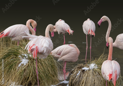 flamingos at winter time photo