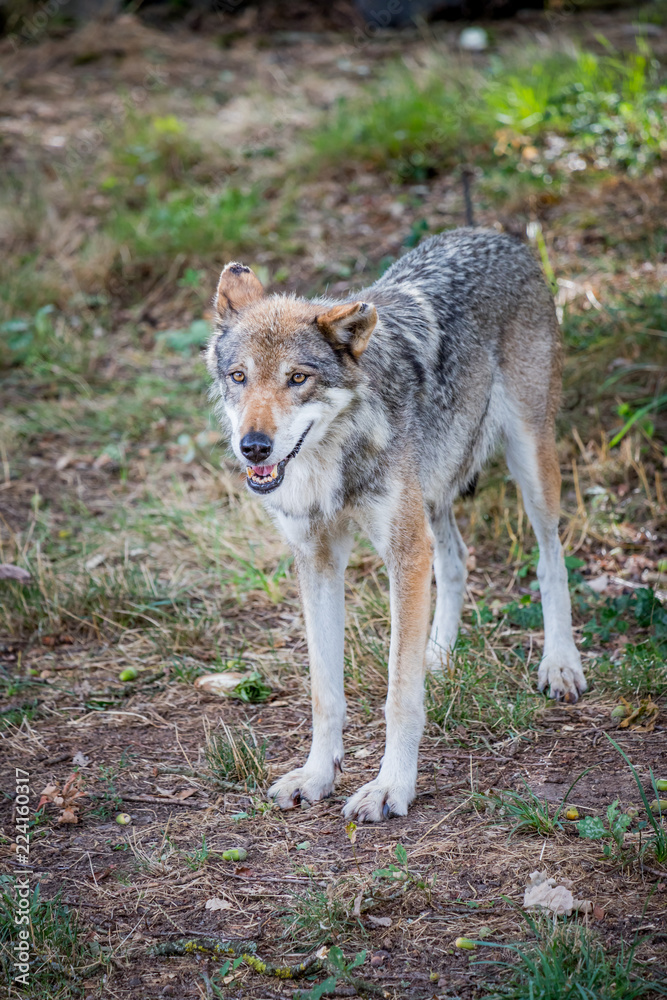 Loup du Canada