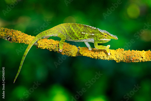Canopy Wills chameleon, Furcifer willsii,sitting on the branch in forest habitat. Exotic beautifull endemic green reptile with long tail from Madagascar. Wildlife scene from nature. photo