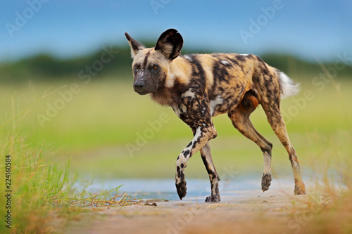 African wild dog walking in the water on the road. Hunting painted dog with big ears, beautiful wild animal. Wildlife from Mana Pools, Zimbabwe, Africa.