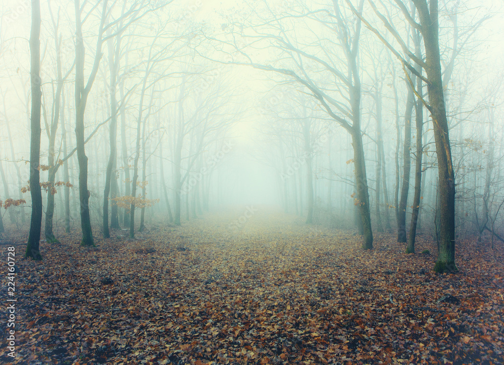 Mystic foggy forest alley with bare trees and fallen leaves