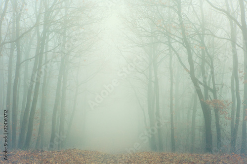 Artistic image of foggy forest with bare trees and fallen leaves with vintage glowing fade effect