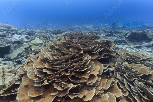 Palau Diving -  Cabbage coral