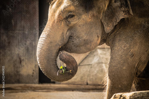 Photography Tiere im Zoo