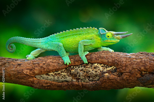 Fototapeta Naklejka Na Ścianę i Meble -  Jackson's Chameleon, Trioceros jacksonii, sitting on the branch in forest habitat. Exotic beautiful endemic green reptile with long tail from Madagascar. Wildlife scene from nature.