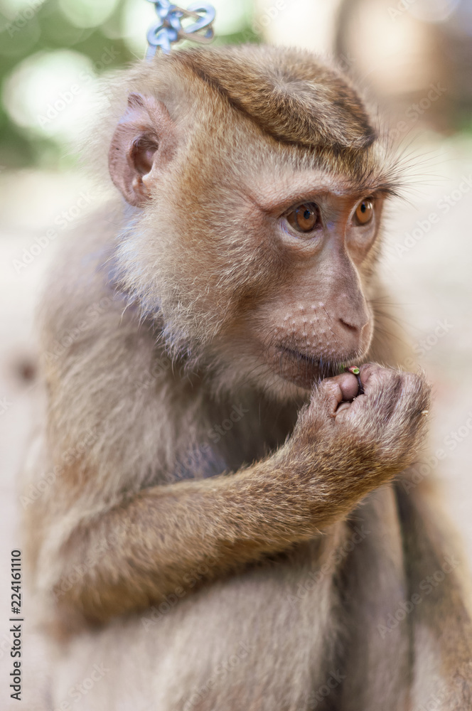 Long tailed Macaque Monkey eat outdoor background Long tailed Macaque Monkey eat outdoor background