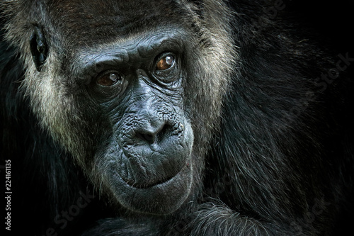 Photography Western lowland gorilla, detail head portrait with beautiful eyes