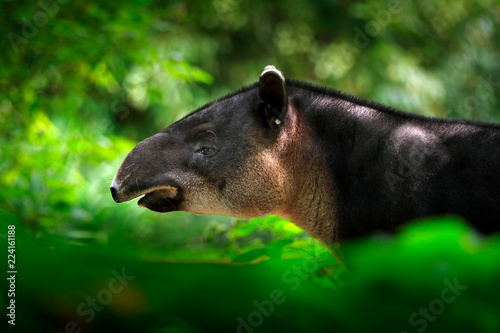 Tapir in nature. Central America Baird's tapir, Tapirus bairdii, in green vegetation. Close-up portrait of rare animal from Costa Rica. Wildlife scene from tropical nature. Detail of beautiful mammal.
