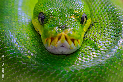 Green tree python, Morelia viridis, snake from Indonesia, New Guinea. Detail head portrait of snake, in the forest. Reptile in the forest habitat. Wildlife scene from Asia nature.
