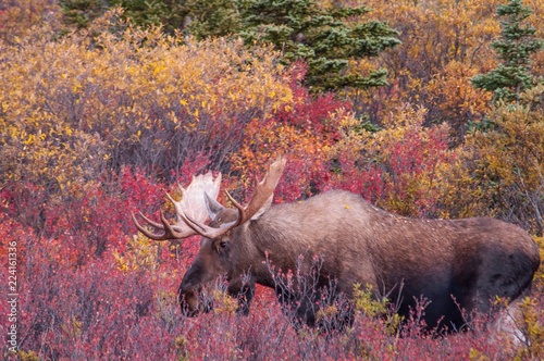 A bull moose in Denali during fall - Alaska photo