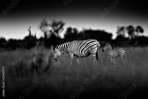 Zebra with dark storm sky. Burchell s zebra  Equus quagga burchellii  Nxai Pan National Park  Botswana  Africa. Wild animal on the meadow. Wildlife nature  African safari. Black and white art.