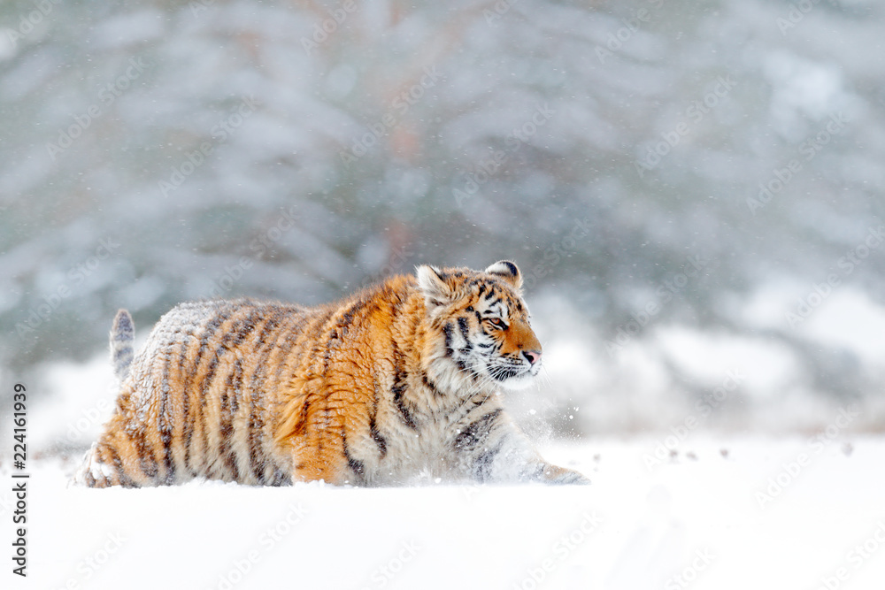 Fototapeta premium Siberian tiger walking in the snow. Winter scene with Amur tiger. Wildlife from nature on taiga, Russia. Big danger animal in snowy condition.