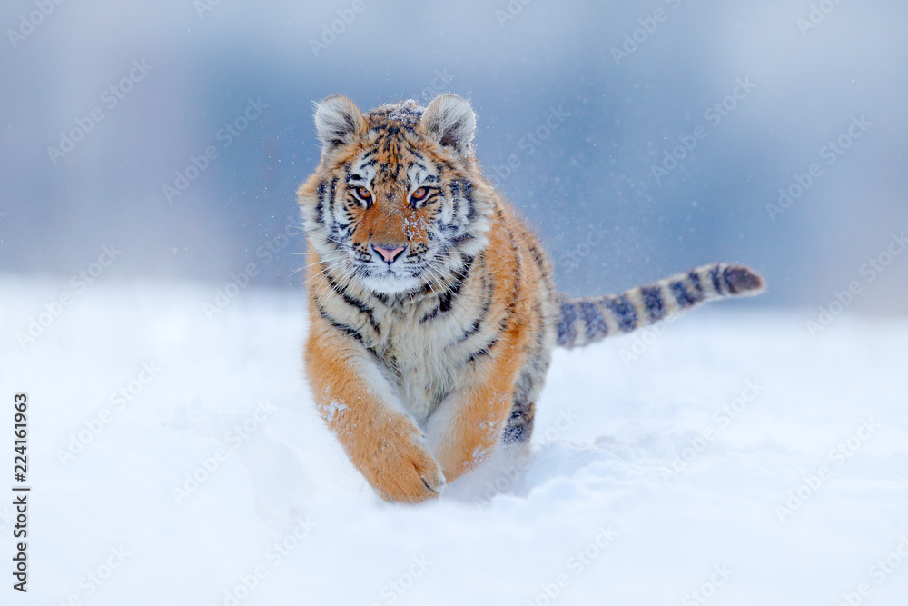 Fototapeta premium Tygrysia twarz biega w śniegu. Tygrys Amur w dzikiej zimowej przyrodzie. Akcja dzikiej przyrody, niebezpieczne zwierzę. Zimna zima w tajdze, Rosja. Płatki śniegu z pięknym tygrysem syberyjskim, Panthera tigris altaica