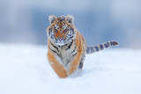 Tiger face running in snow. Amur tiger in wild winter nature. Action wildlife scene, dangerous animal. Cold winter in taiga, Russia. Snowflakes with beautiful Siberian tiger, Panthera tigris altaica