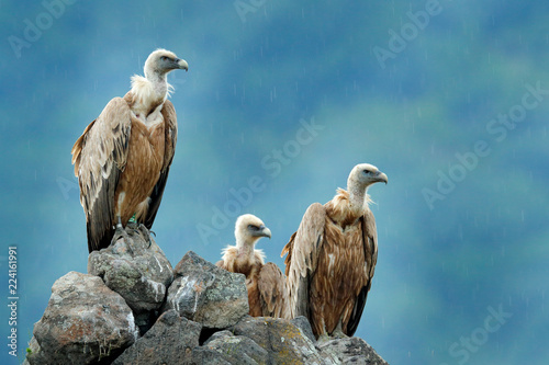 Obraz na plátně Group of vultures