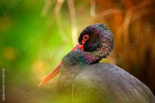 Black stork, detail close-up portrait of bird with red bill, Ciconia nigra, sitting on the nest in the forest. Long red bill with glossy plumage. Shiny head of black bird. Wildlife scene from nature.