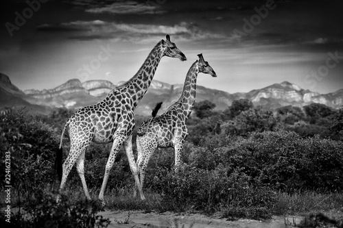 Two giraffes with Drakensberg mountain. Vegetation with big animals. Wildlife scene from nature. Evening light in the forest, Africa. Black and white art photo.