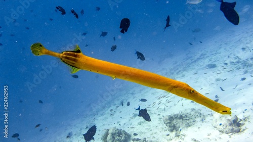 Yellow Trumpetfish in the Indian Ocean, Maldives.