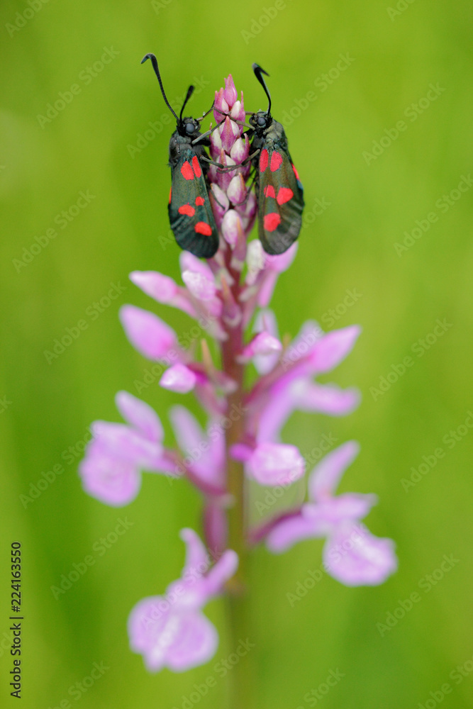 Gymnadenia conopsea,Common Fragrant Orchid, pink flowering European terrestrial wild orchid in nature habitat with green background, Czech Republic, Europe. Bloom plant in the meadow habitat. Gymnadenia conopsea,Common Fragrant Orchid, pink flowering European terrestrial wild orchid in nature habitat with green background, Czech Republic, Europe. Bloom plant in the meadow habitat.