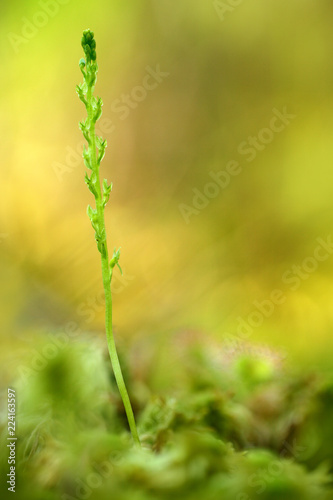 Hammarbya paludosa, Bog Orchid, flowering European terrestrial wild orchid in nature habitat with green background, Czech Republic, Europe. Bloom plant in the meadow habitat. photo