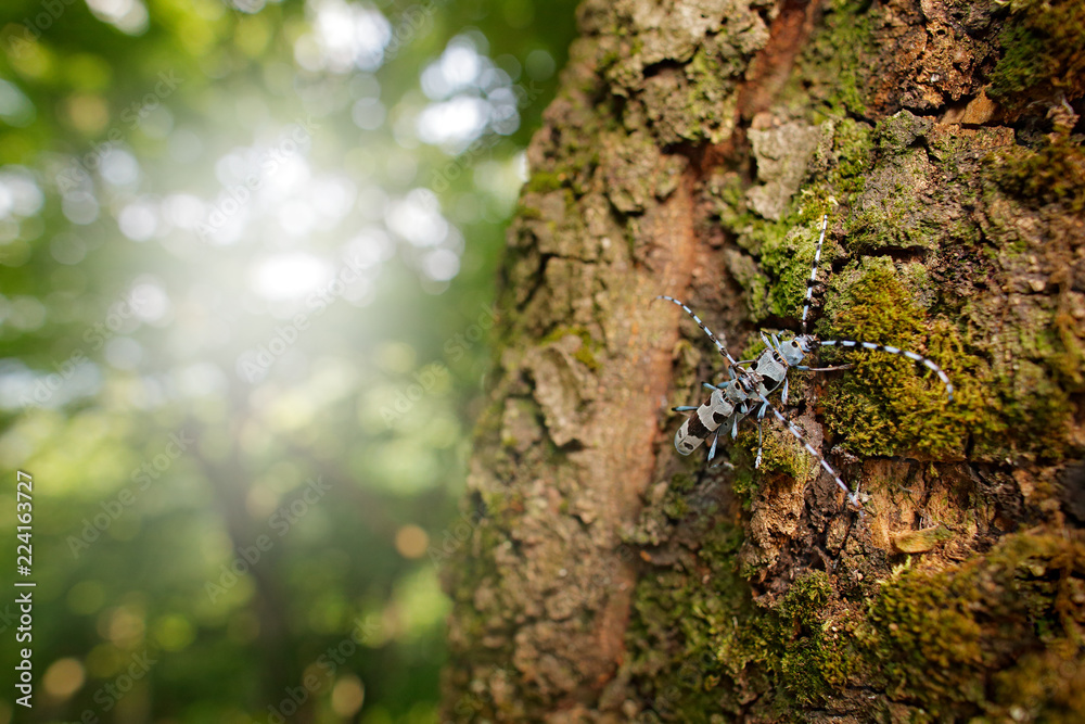 Rosalia Longicorn, Rosalia alpina, in the nature green forest habitat, Czech republic, longhorn beetle, longicorn. Beautiful blue incest with long feelers in the tree, wide angle with habitat. Rosalia Longicorn, Rosalia alpina, in the nature green forest habitat, Czech republic, longhorn beetle, longicorn. Beautiful blue incest with long feelers in the tree, wide angle with habitat.