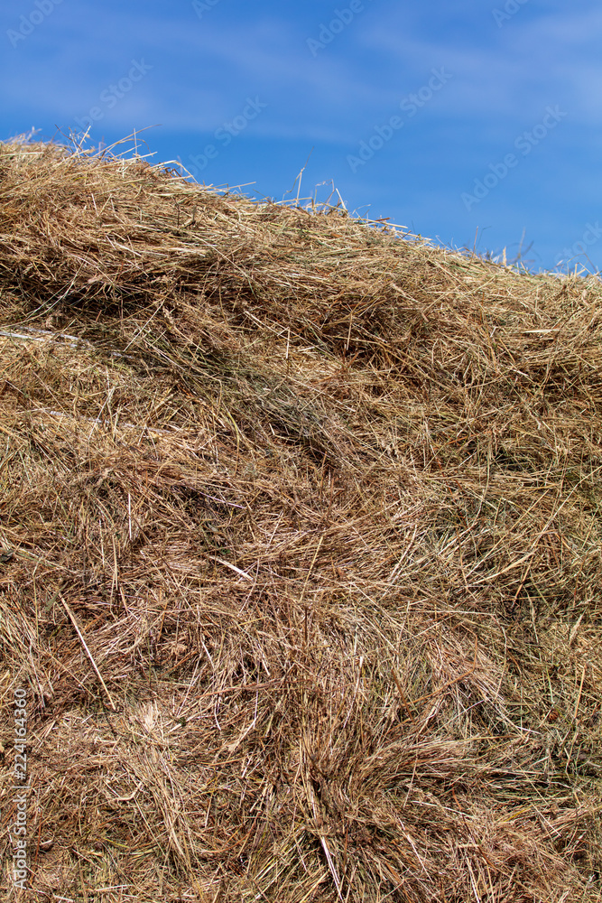 Fresh hay from the field hay in nature Fresh hay from the field hay in nature