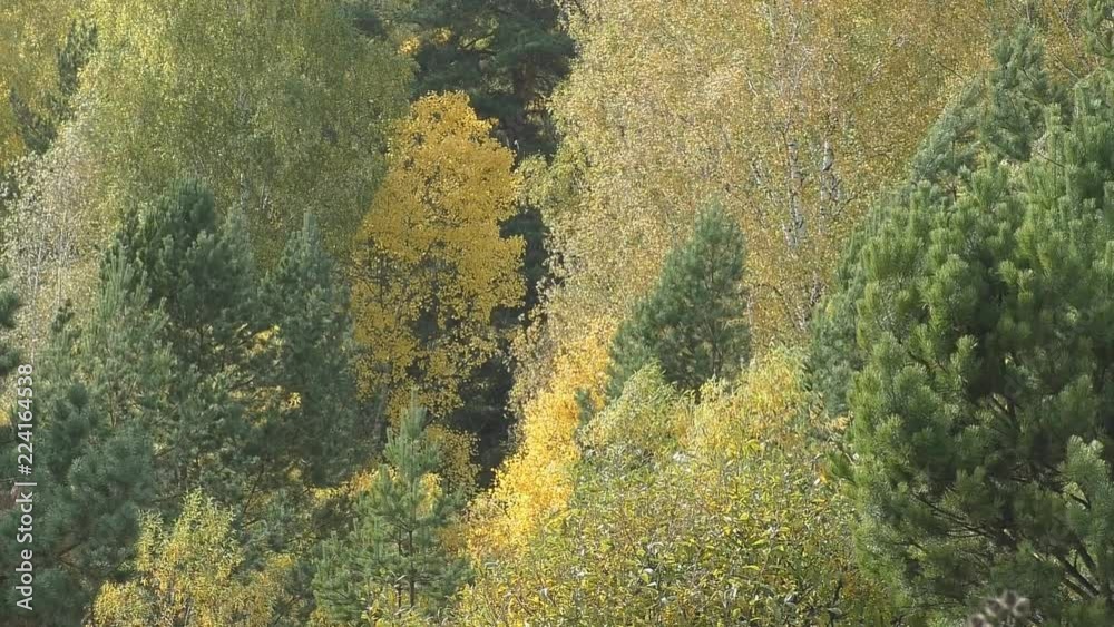 Areas between the forests. Beautiful mixed forest in Sunny autumn. The view from the top. Yellow-green deciduous trees. Bright autumn colors. Areas between the forests. Beautiful mixed forest in Sunny autumn. The view from the top. Yellow-green deciduous trees. Bright autumn colors.