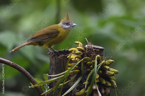Puff throated Bulbul bird
