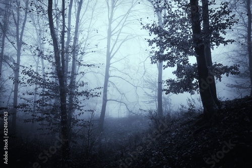 forest fog  mysterious woods landscape