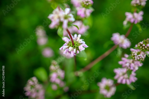 Beautiful little violet flowers in the park © schankz